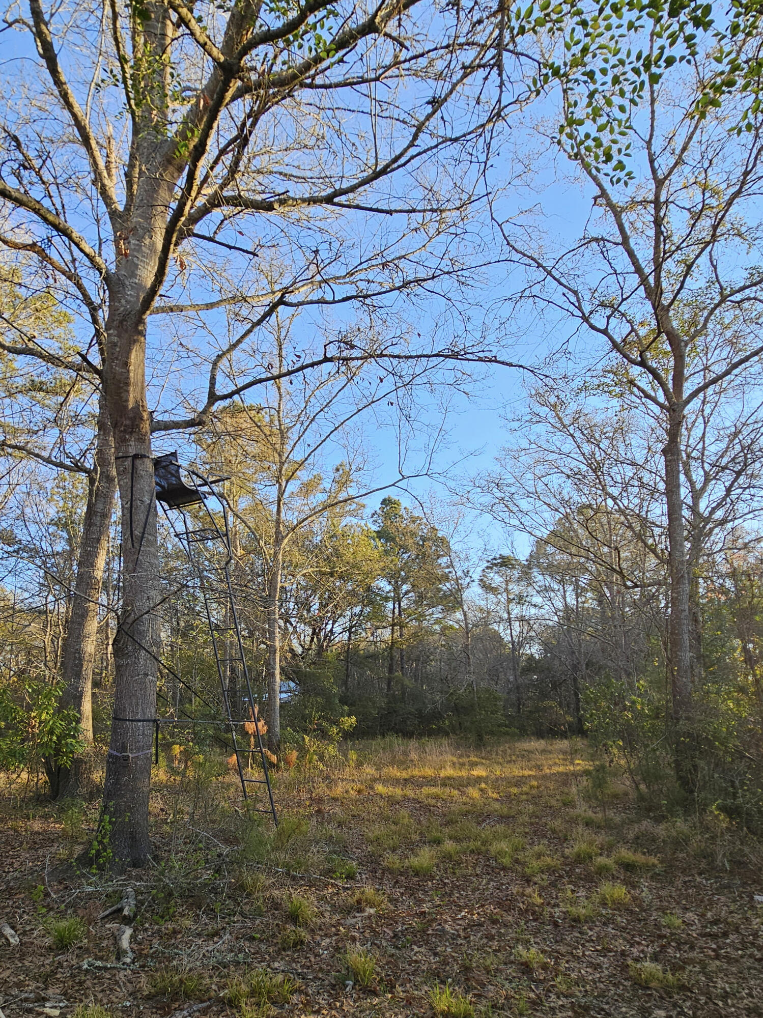 10044 State Rd S-10-1336 McClellanville, SC 29458 - Photo 52 of 53 Tree Stand