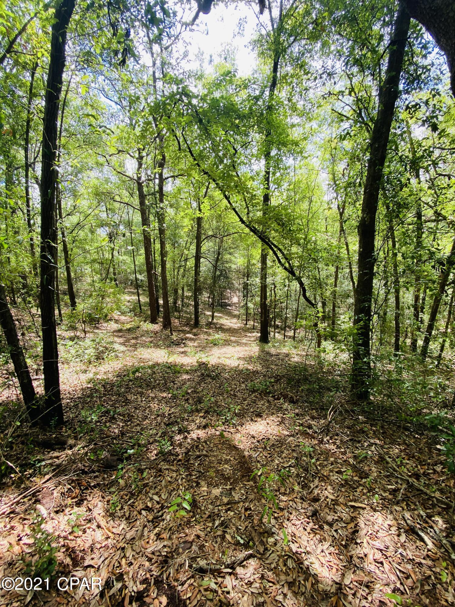 0 Grassy Pond Road, Unit GREENHEAD) Chipley, FL 32428 - Photo 8 of 22 Gallery Image 8