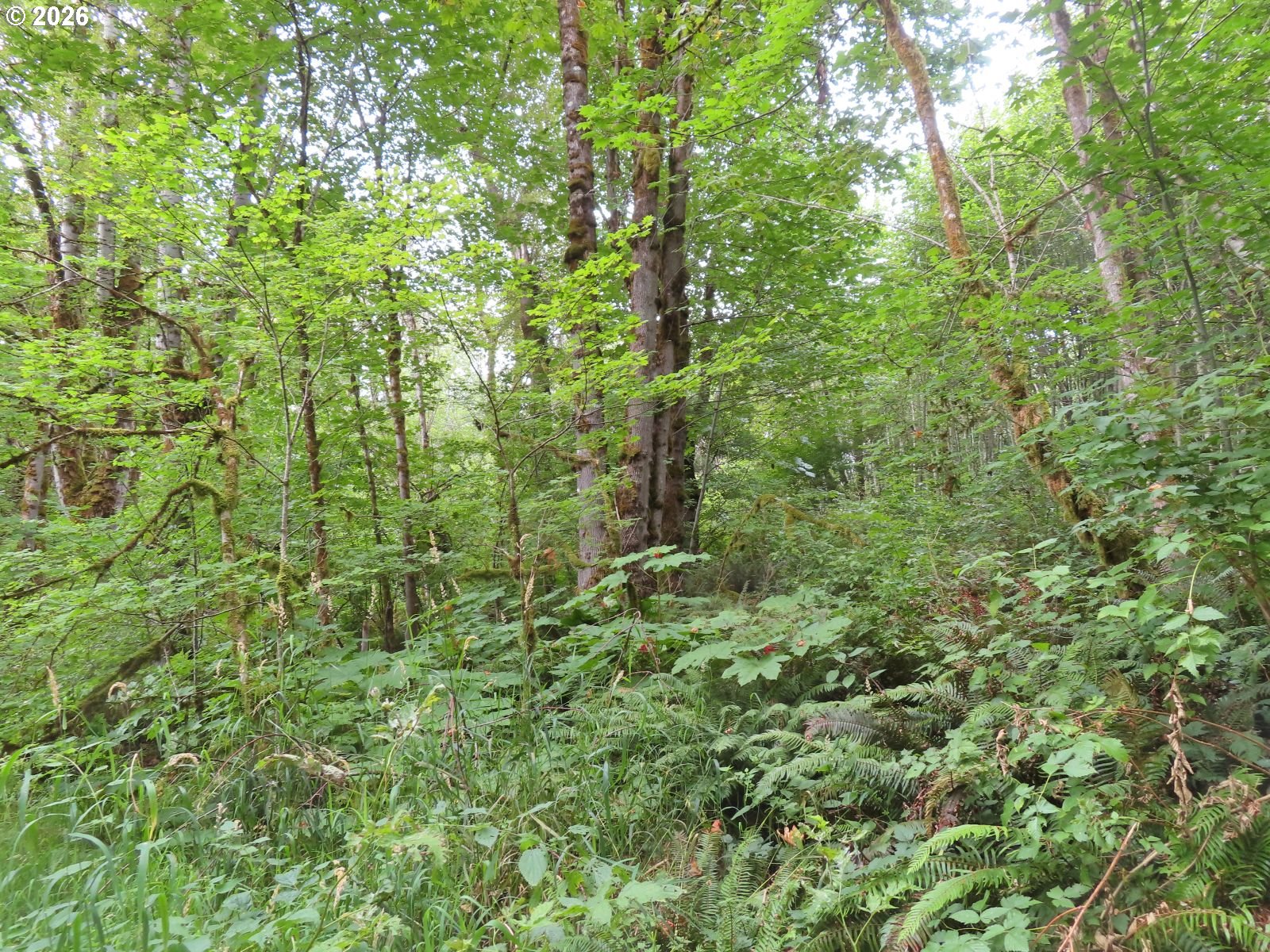 Del Ray Road Mossyrock, WA 98564 - Photo 22 of 24 Gallery Image 22