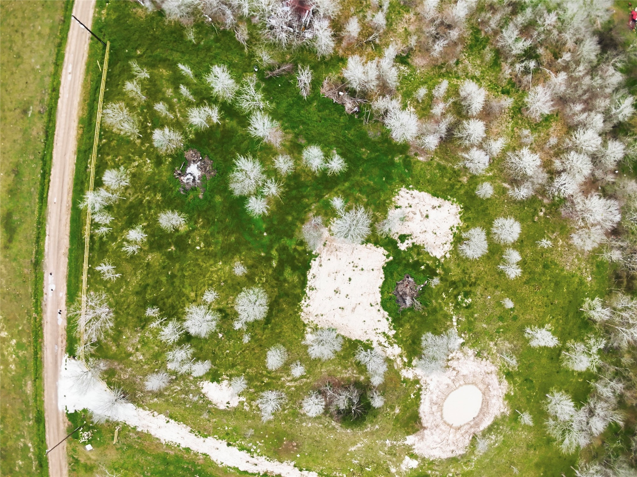 0 Willow Road Wallis, TX 77485 - Photo 29 of 29 a close up of a tree