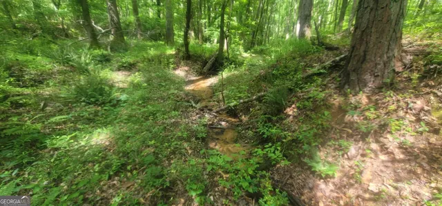a view of a lush green forest