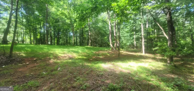 a view of a trees in a yard