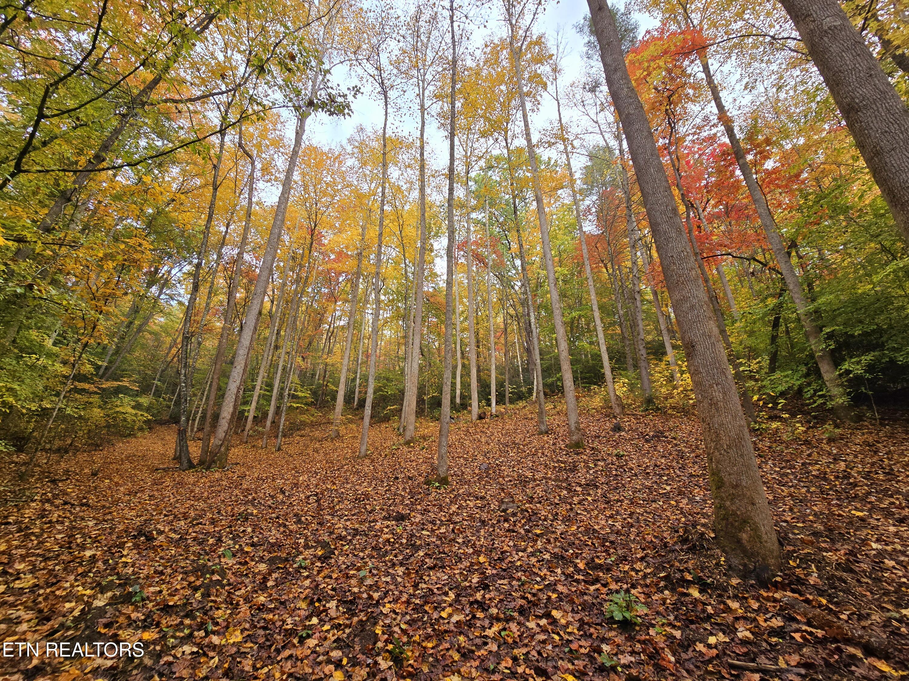 Cara Way Cosby, TN 37722 - Photo 5 of 7 20241026_135314