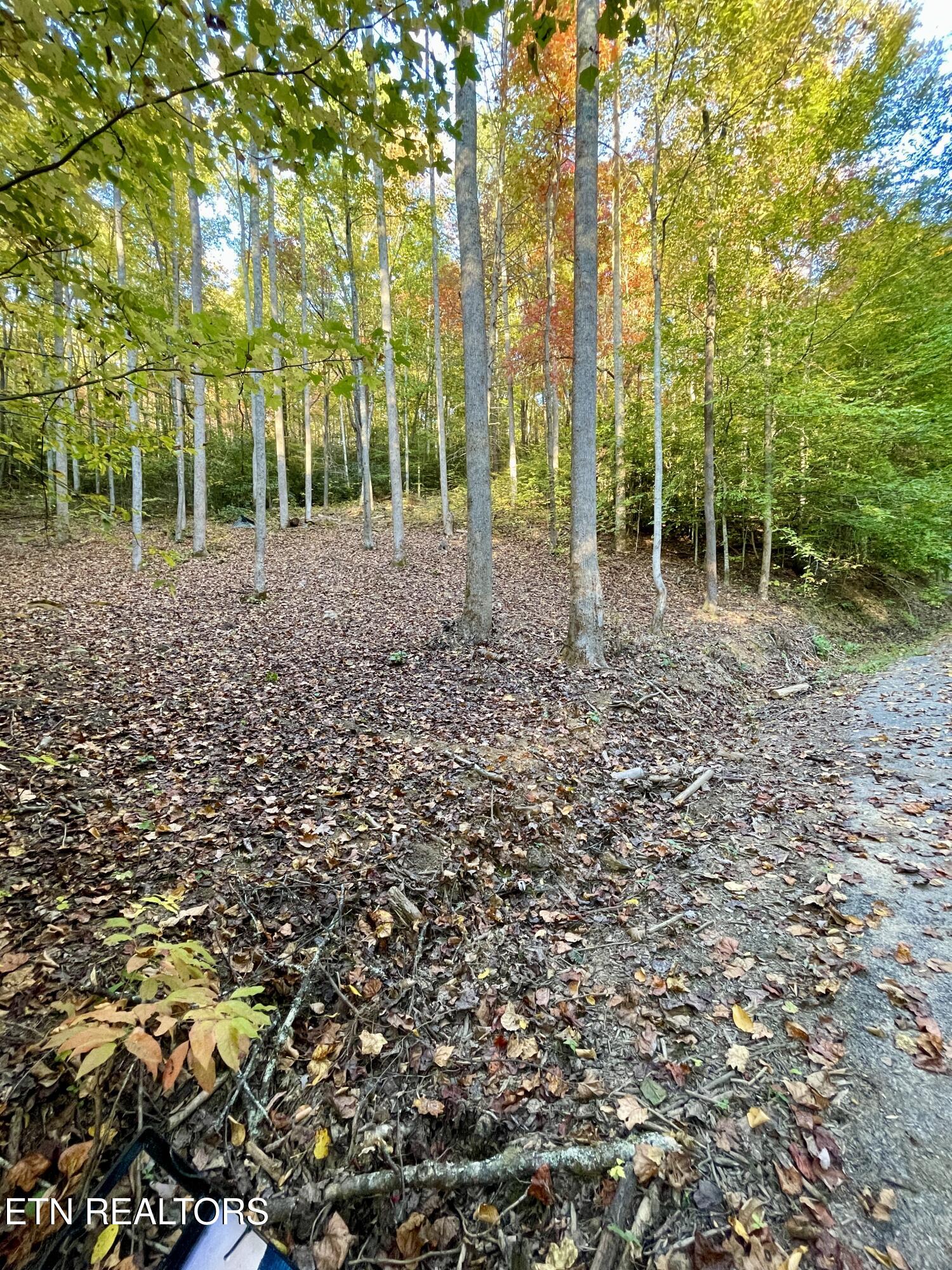 Cara Way Cosby, TN 37722 - Photo 6 of 7 IMG_3844