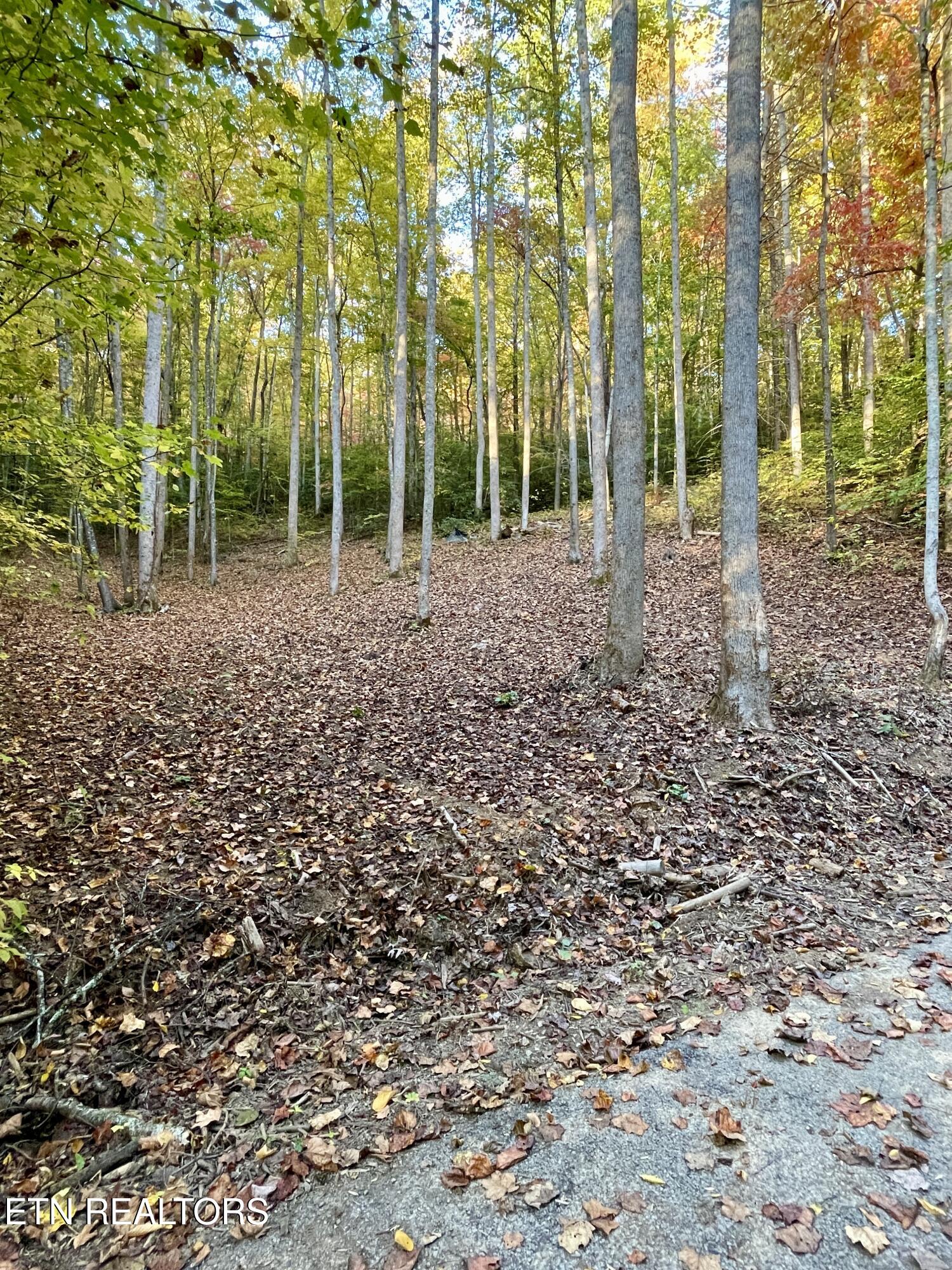 Cara Way Cosby, TN 37722 - Photo 7 of 7 IMG_3843