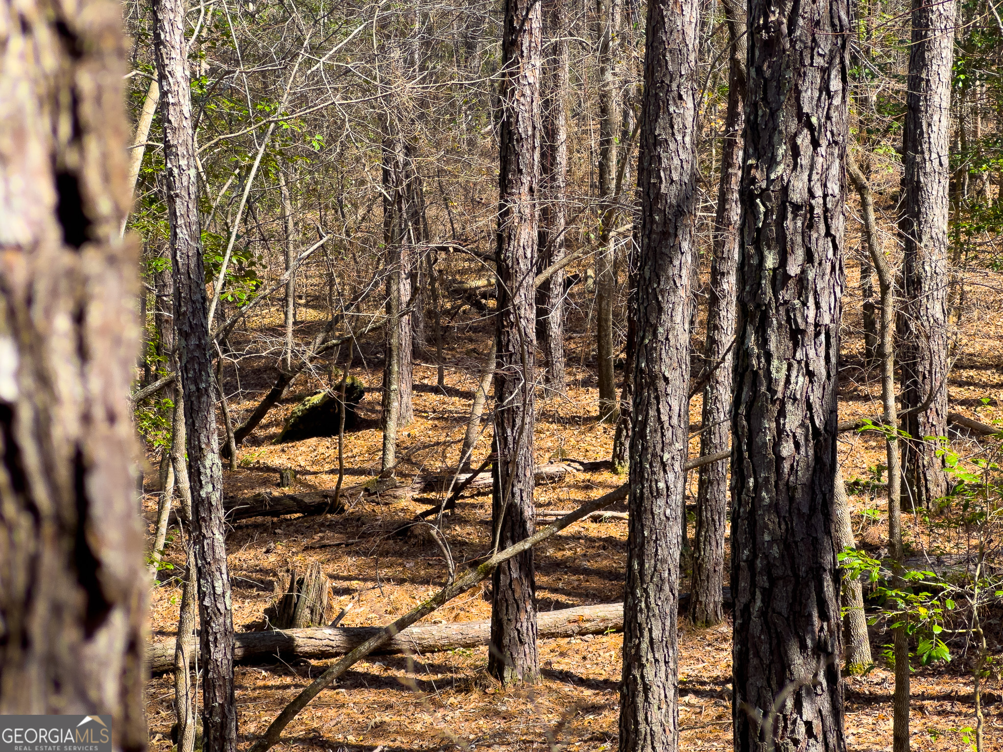 0 Laurel Branch Road McIntyre, GA 31054 - Photo 11 of 27 a view of outdoor space