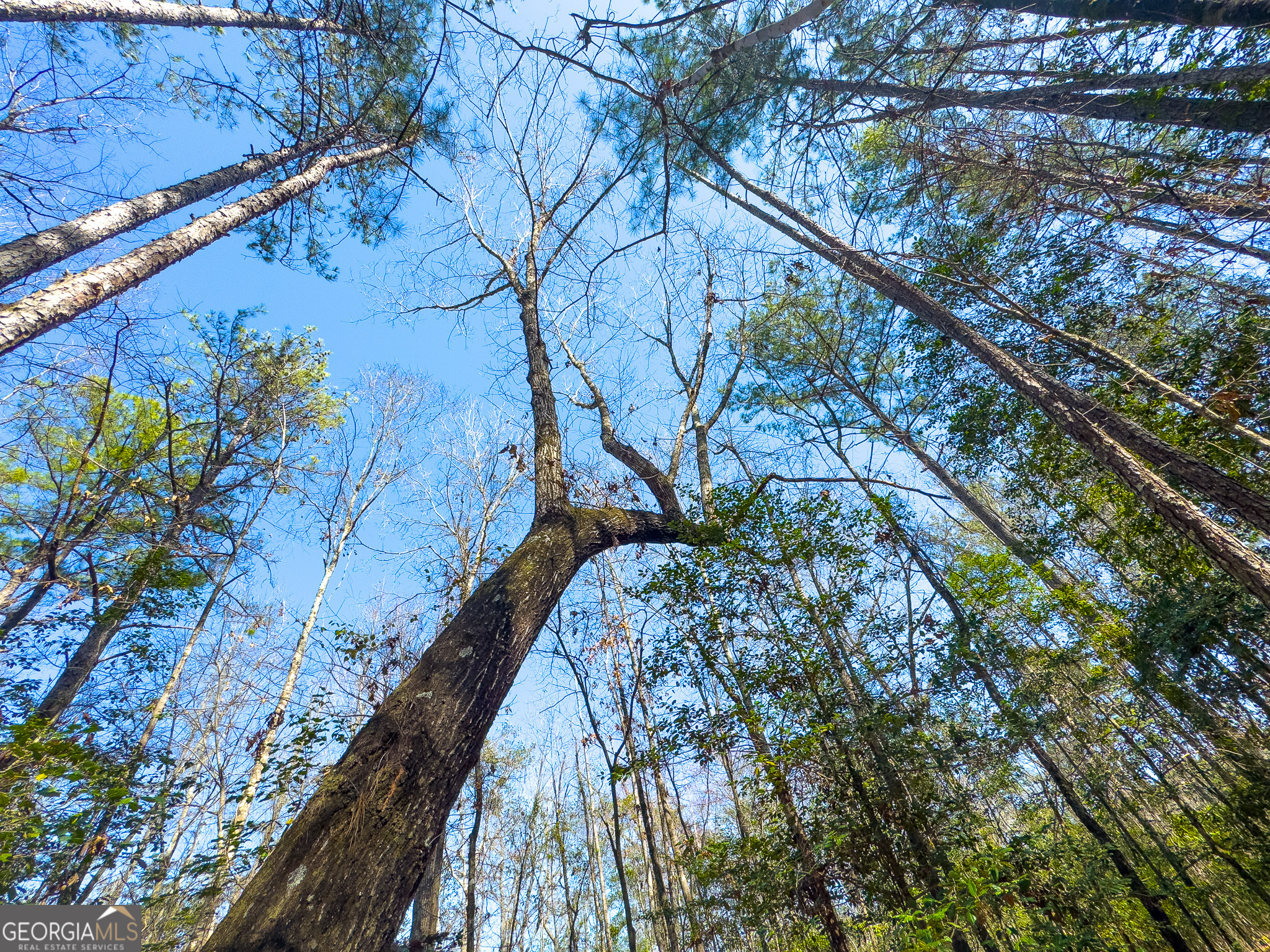 0 Laurel Branch Road McIntyre, GA 31054 - Photo 12 of 27 a picture of trees with some plants