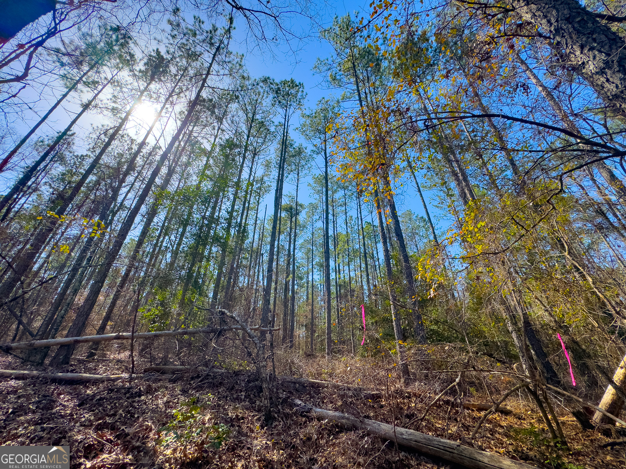 0 Laurel Branch Road McIntyre, GA 31054 - Photo 13 of 27 a view of a yard
