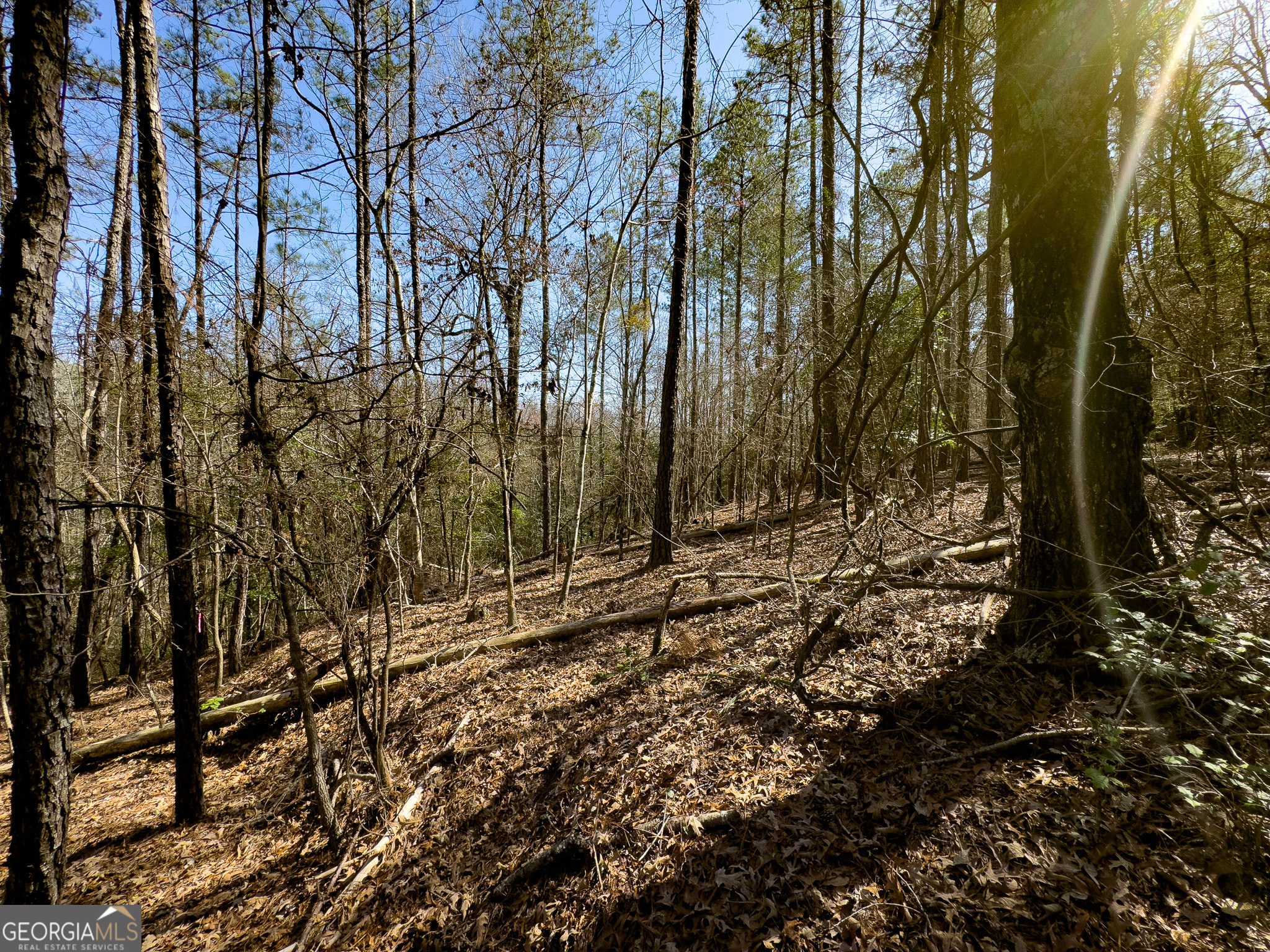 0 Laurel Branch Road McIntyre, GA 31054 - Photo 14 of 27 a view of a yard with large trees