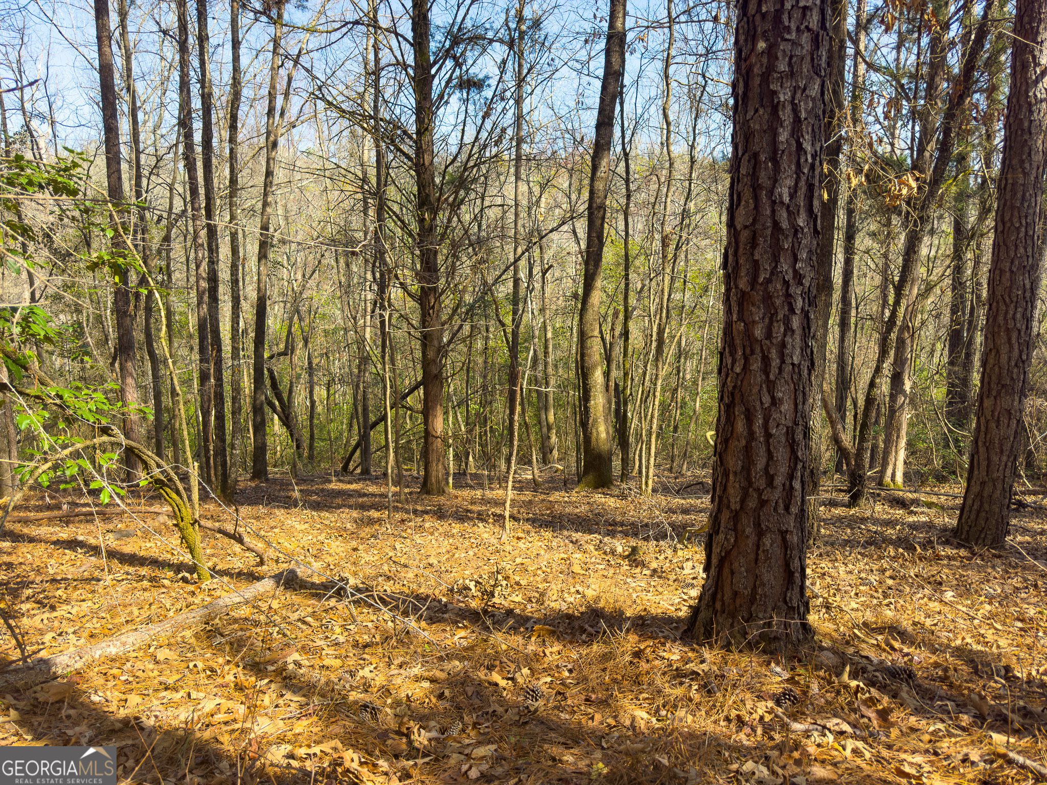0 Laurel Branch Road McIntyre, GA 31054 - Photo 15 of 27 a view of a backyard of the house