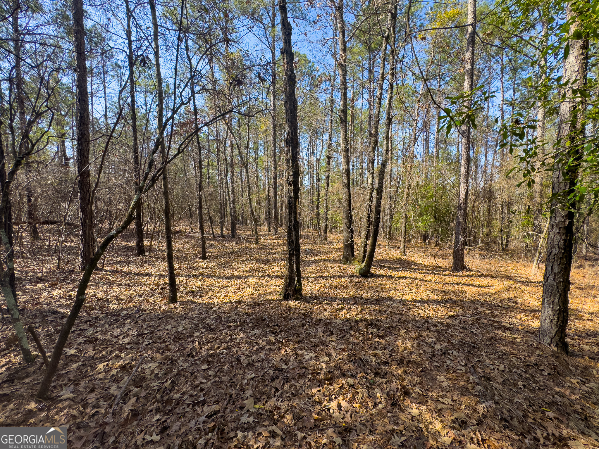 0 Laurel Branch Road McIntyre, GA 31054 - Photo 17 of 27 a view of a tree in the middle of a yard