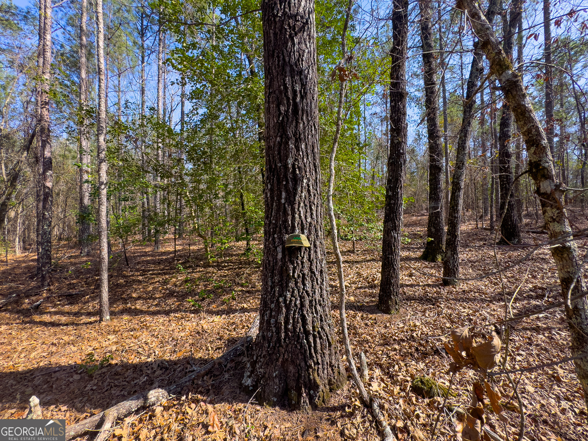 0 Laurel Branch Road McIntyre, GA 31054 - Photo 18 of 27 a view of a backyard