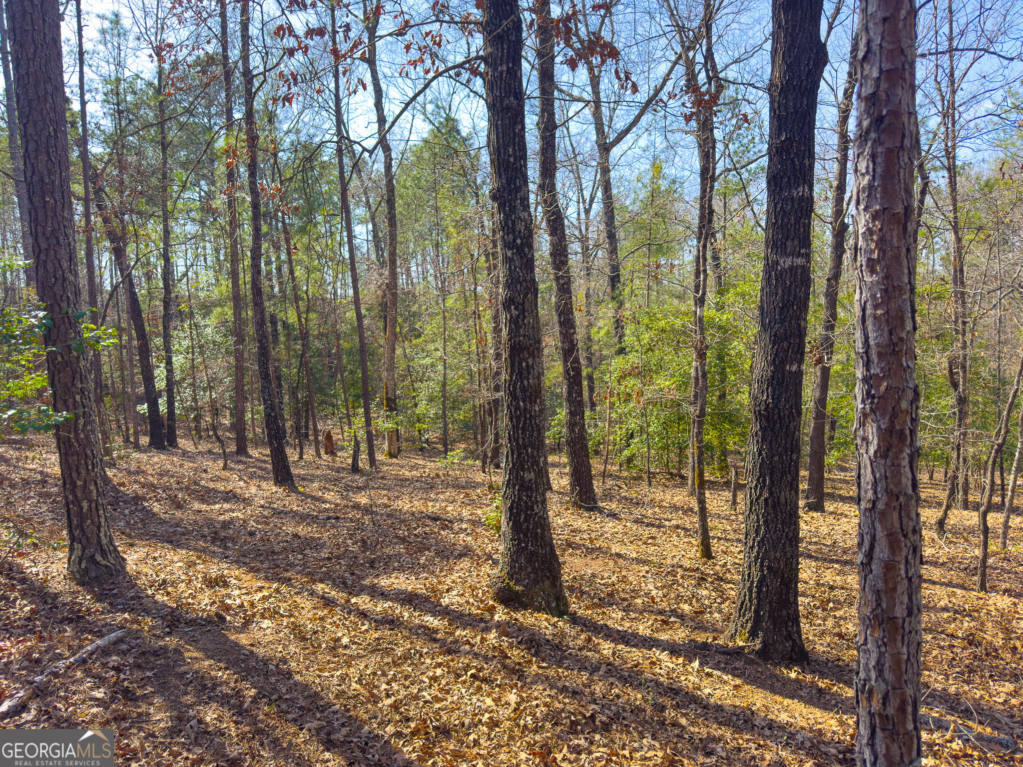 0 Laurel Branch Road McIntyre, GA 31054 - Photo 19 of 27 a view of a forest with trees