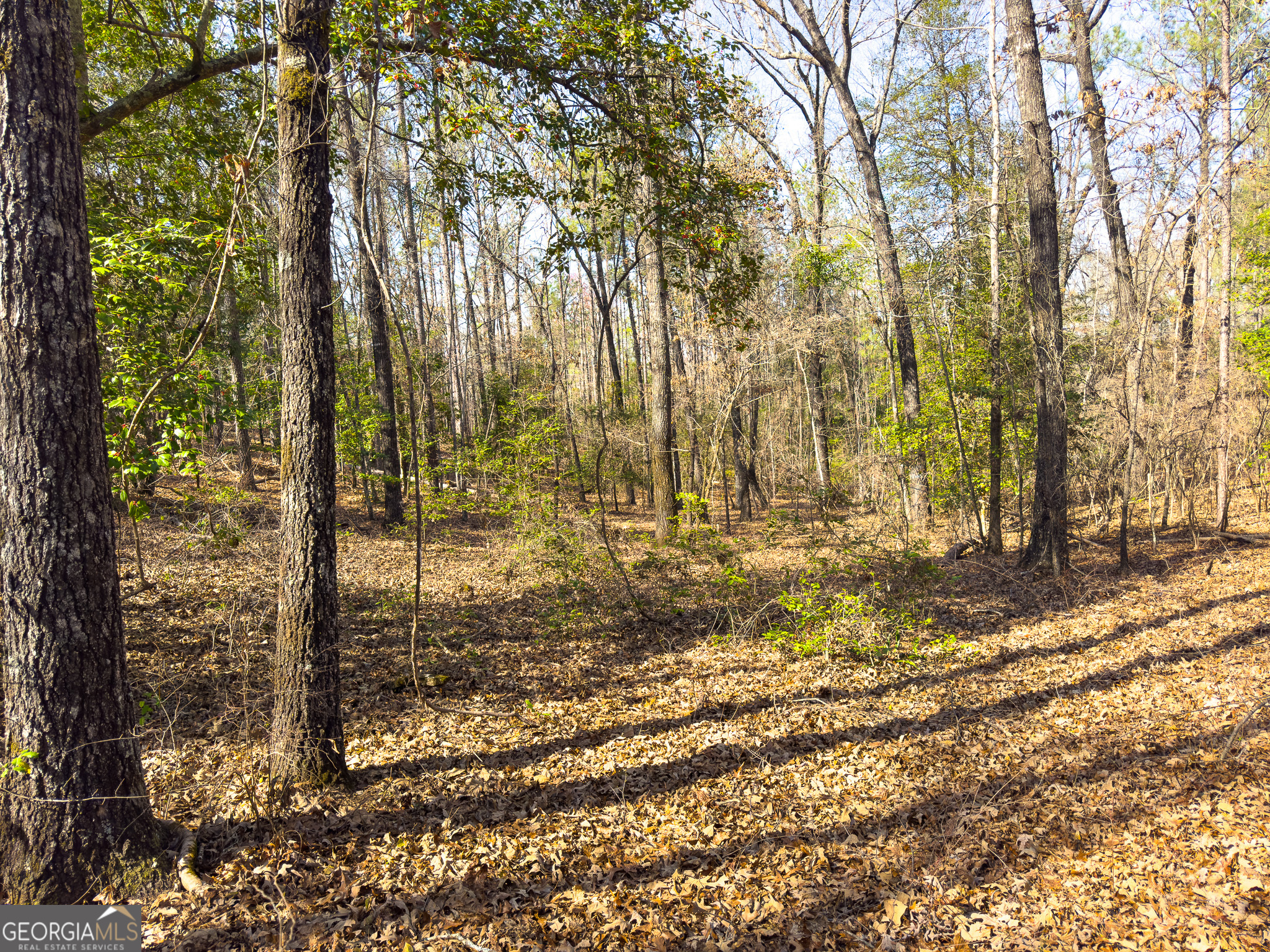 0 Laurel Branch Road McIntyre, GA 31054 - Photo 20 of 27 a view of yard