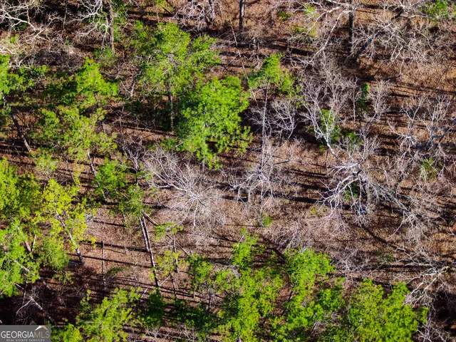 a view of a forest with a fountain