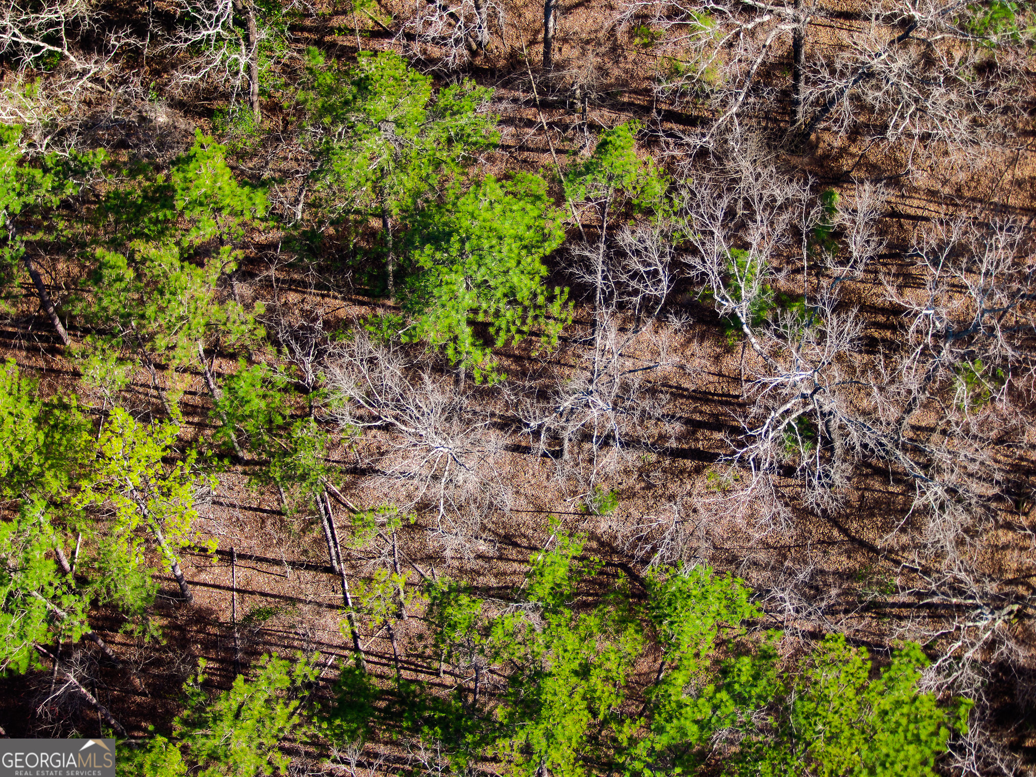 0 Laurel Branch Road McIntyre, GA 31054 - Photo 24 of 27 a plant view in yard
