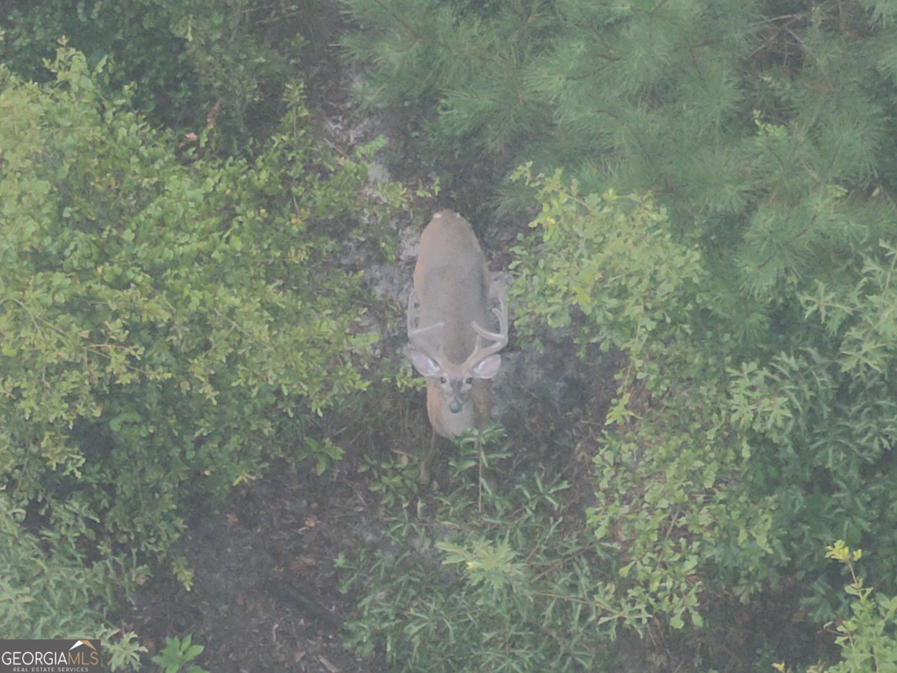 0 Laurel Branch Road McIntyre, GA 31054 - Photo 27 of 27 a view of a forest with a fountain
