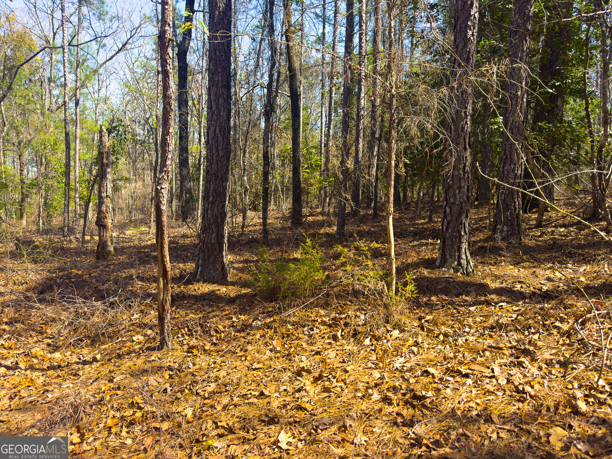 0 Laurel Branch Road McIntyre, GA 31054 - Photo 8 of 27 a backyard of a house with lots of green space