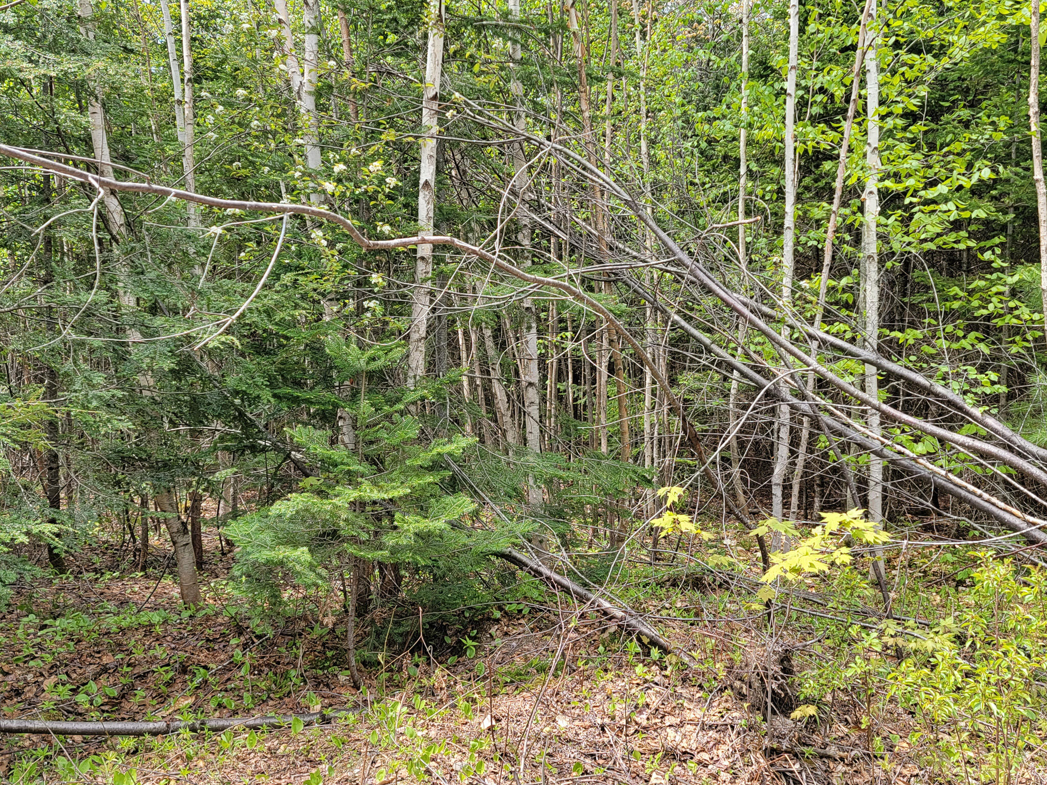 Tbd Tbd Cobb Cove Road Lincoln, ME 04457 - Photo 11 of 14 20230515_125453