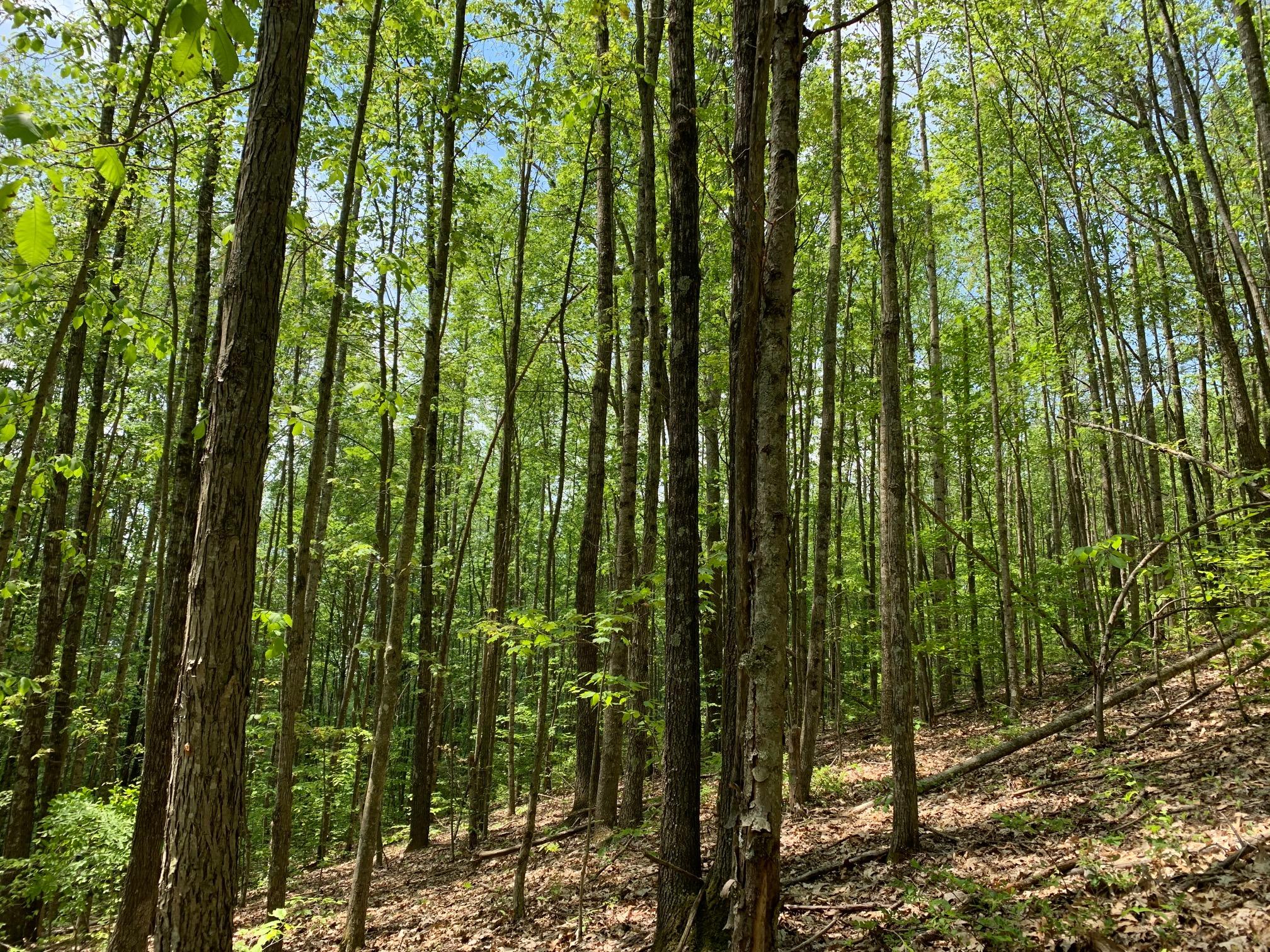 2445 Loudermilk Road Crawley, WV 24931 - Photo 7 of 20 Gallery Image 7