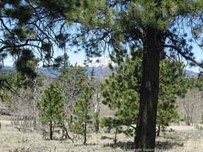 2793 Singletree Road Hartsel, CO 80449 - Photo 8 of 18 a view of a forest with large trees