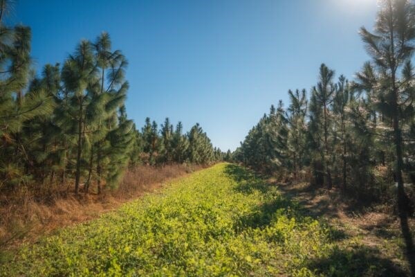 81.71-ac Bold Springs Road Ochlocknee, GA 31773 - Photo 3 of 18 Gallery Image 3