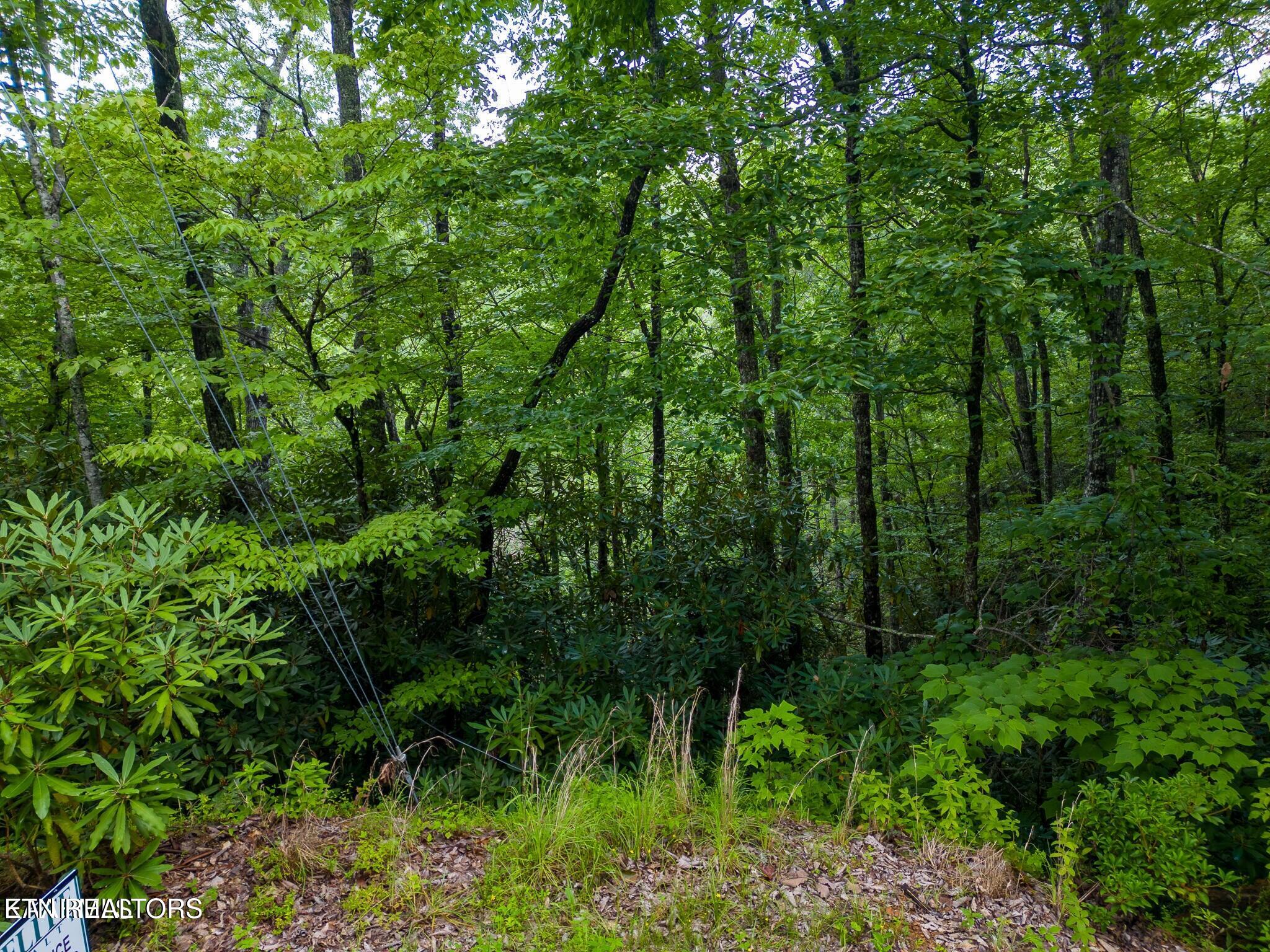 Black Gum Gap Road Gatlinburg, TN 37738 - Photo 3 of 6 20230805174110477078000000-o