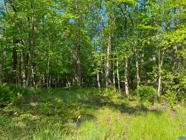 a view of a big yard with a large tree