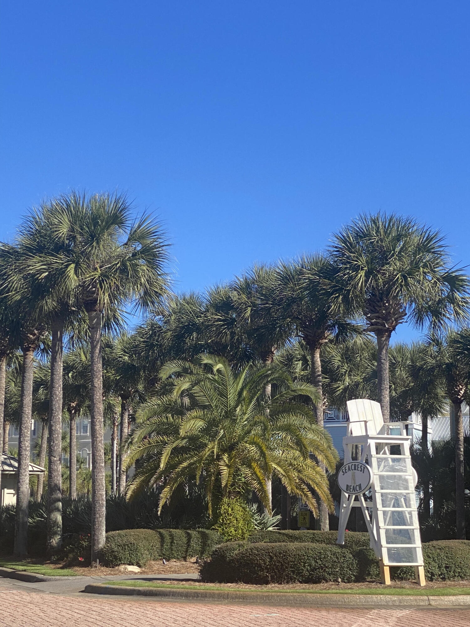 9 East Blue Crab Loop Inlet Beach, FL 32461 - Photo 55 of 55 a view of a yard with an tree