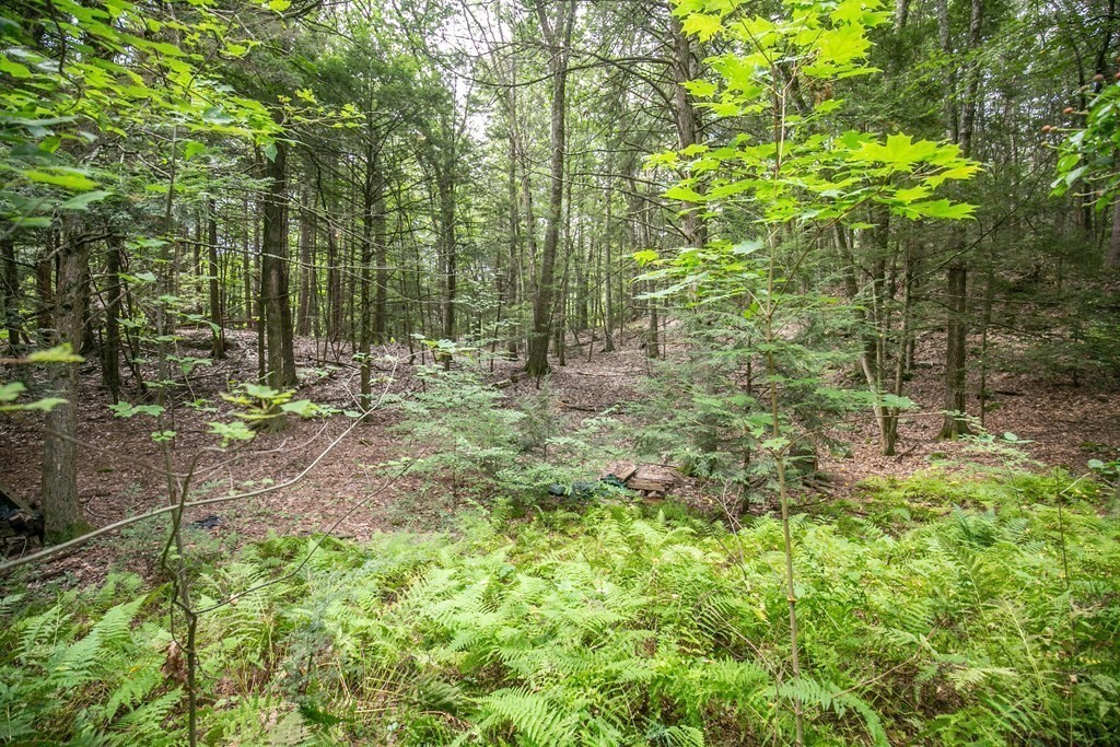 35 Juggler Meadow Road Leverett, MA 01054 - Photo 35 of 40 a view of forest