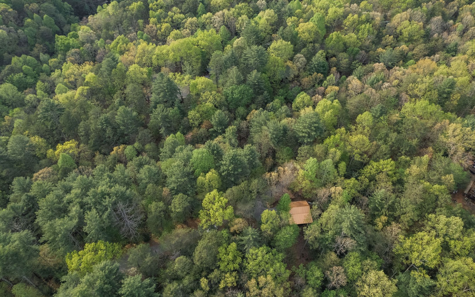 1311 Little Bushy Head Road Blue Ridge, GA 30513 - Photo 39 of 39 a view of a forest with a houses