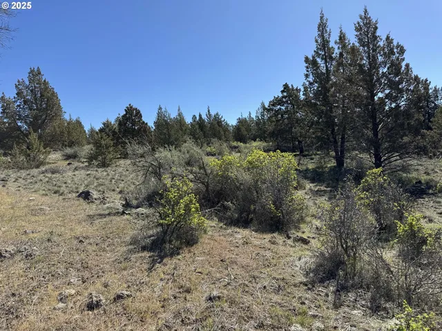 a view of a dry yard with trees