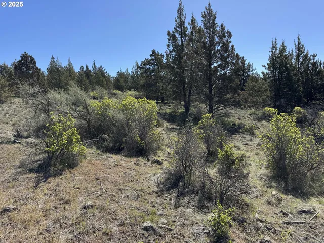 a view of a dry yard with trees