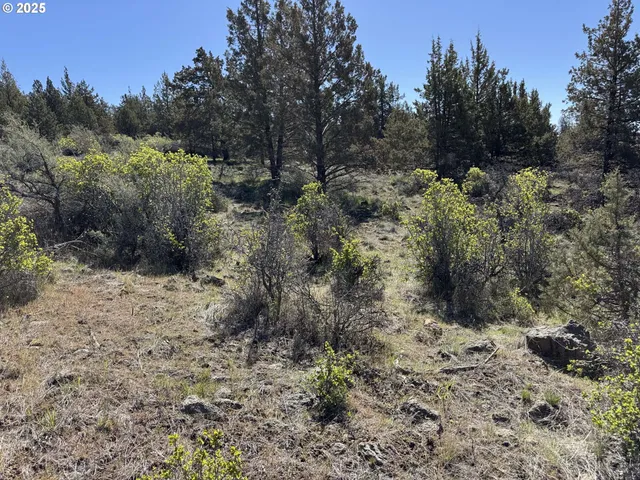 a view of a dry yard with trees