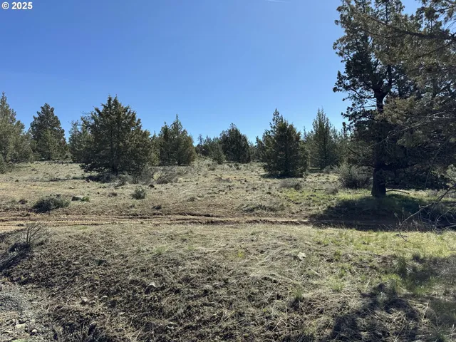 a view of a dry yard with trees in the background