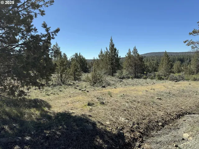 a view of a dry yard with trees