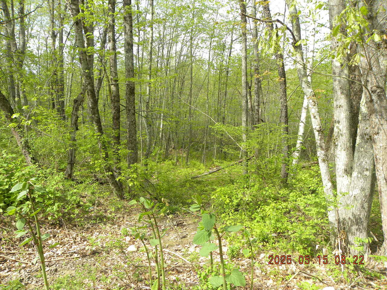 Lot 35 Bennett Road Alfred, ME 04002 - Photo 2 of 5 DSCN9343