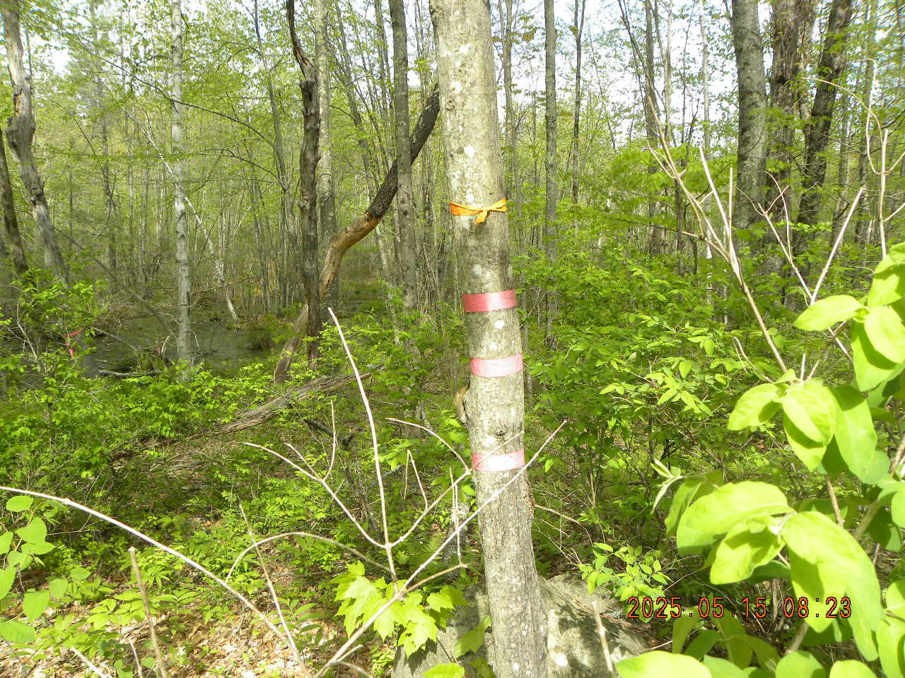 Lot 35 Bennett Road Alfred, ME 04002 - Photo 4 of 5 DSCN9345