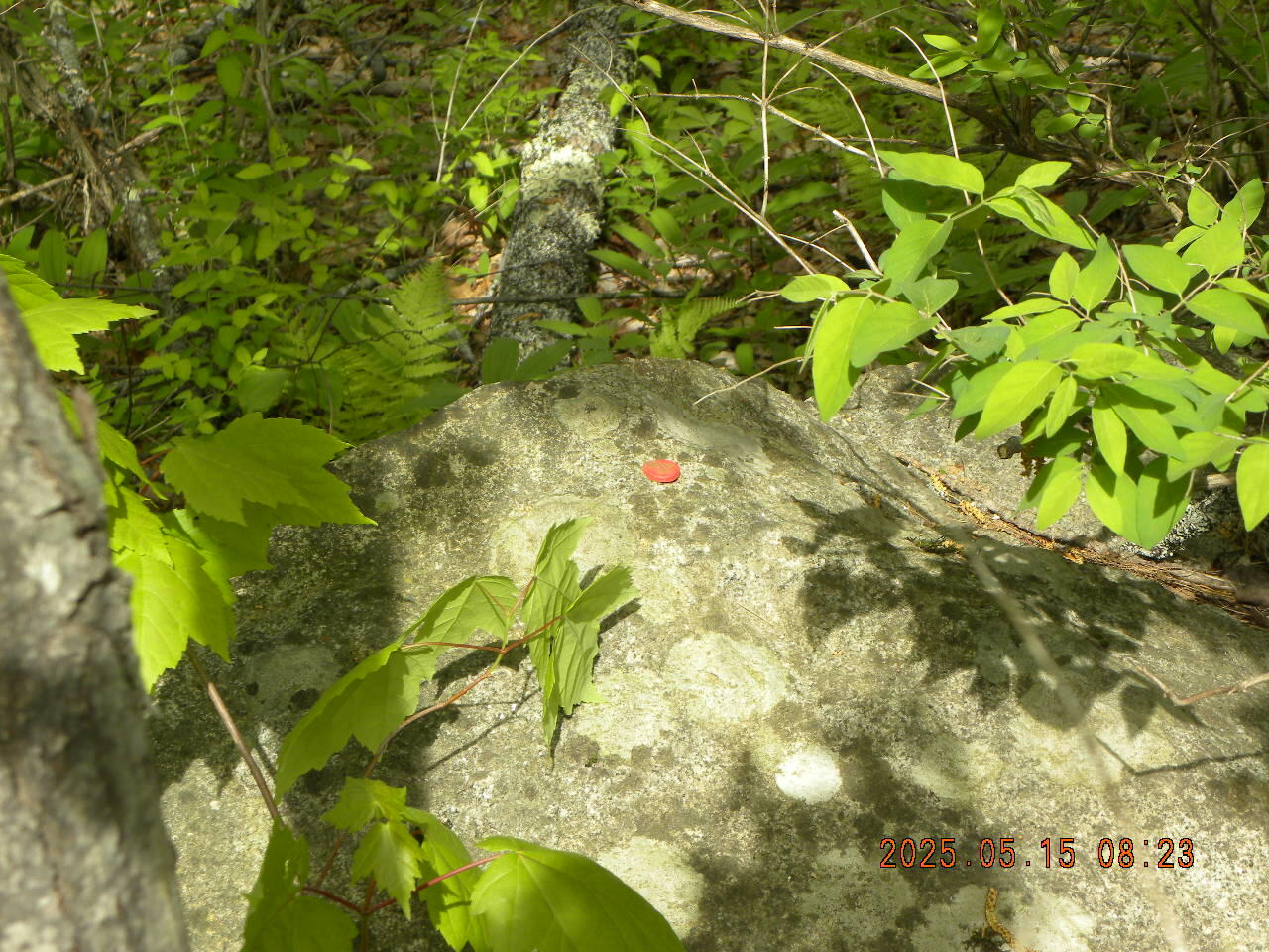 Lot 35 Bennett Road Alfred, ME 04002 - Photo 5 of 5 DSCN9346