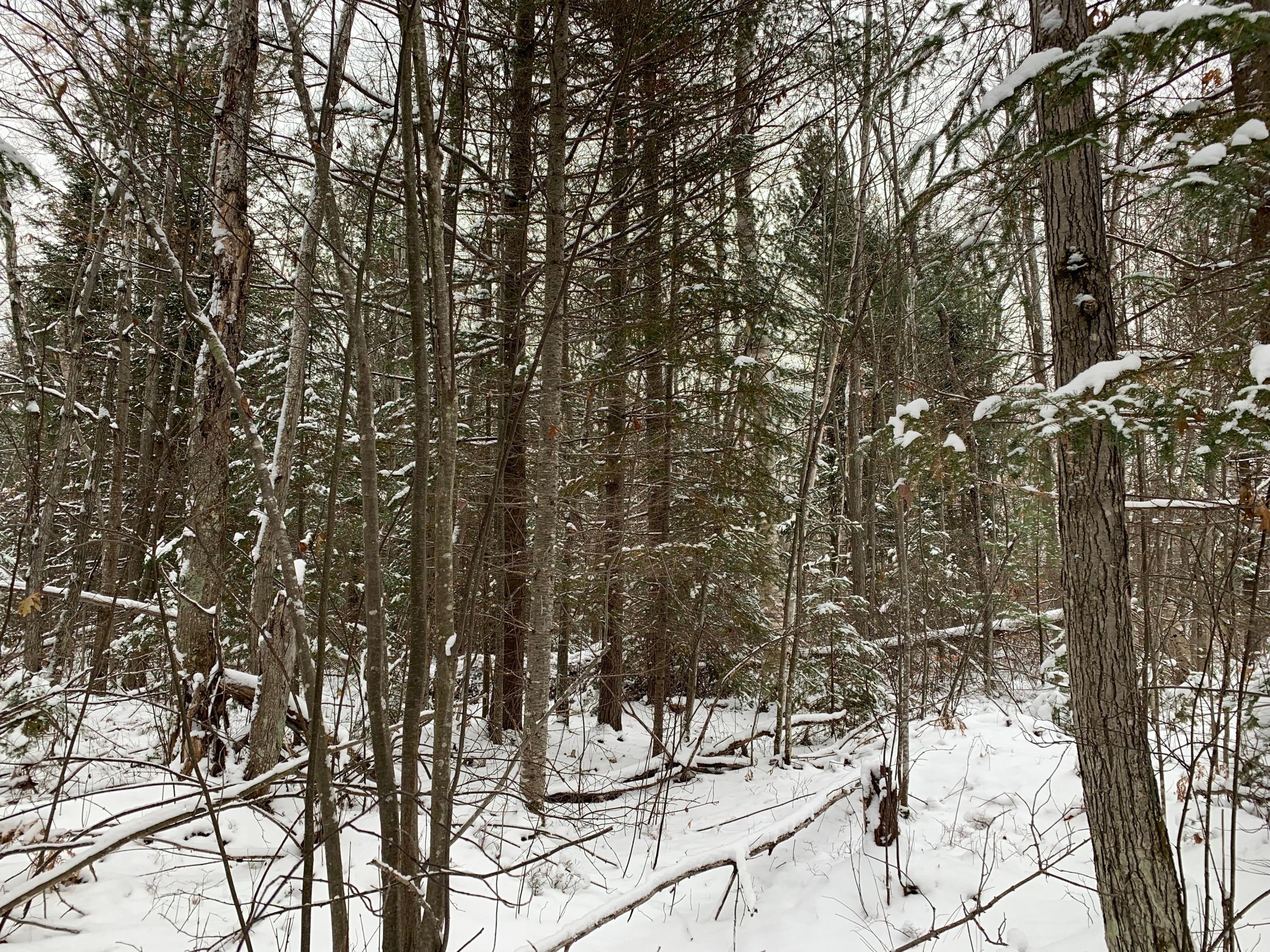 9077 Bells Road Cheboygan, MI 49721 - Photo 33 of 40 Gallery Image 33