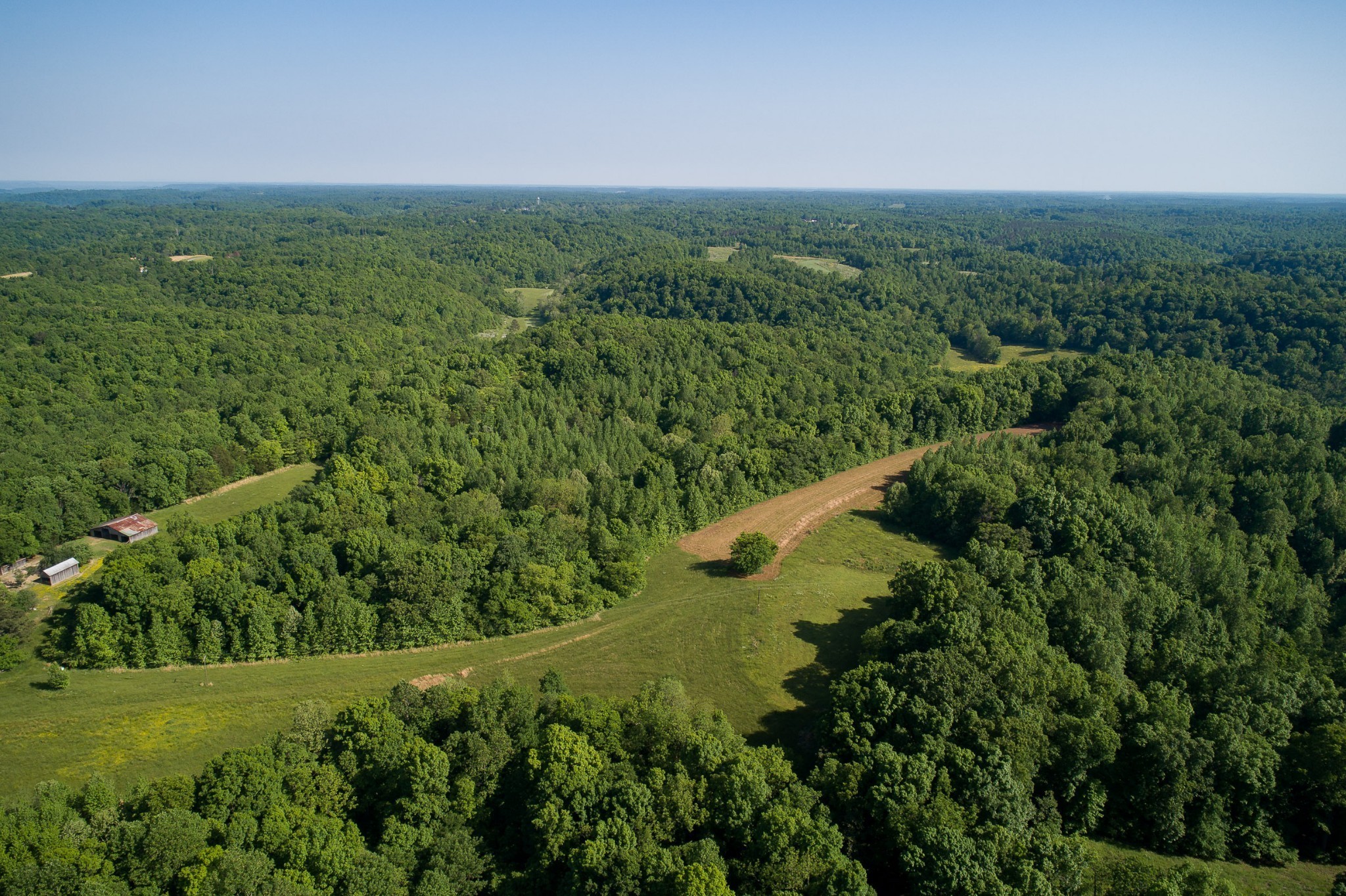 804 Chestnut Grove Road Pulaski, TN 38478 - Photo 6 of 61 a view of a lush green forest with lots of trees