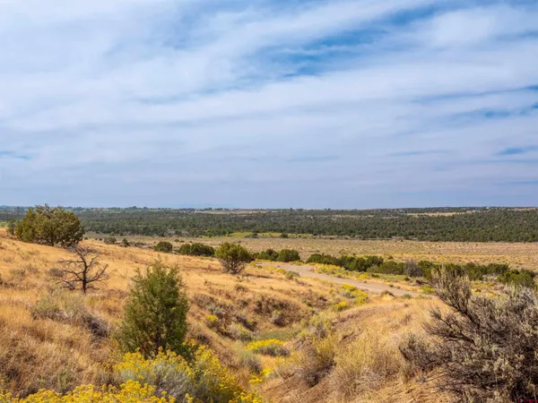 a view of a covered with trees in the background