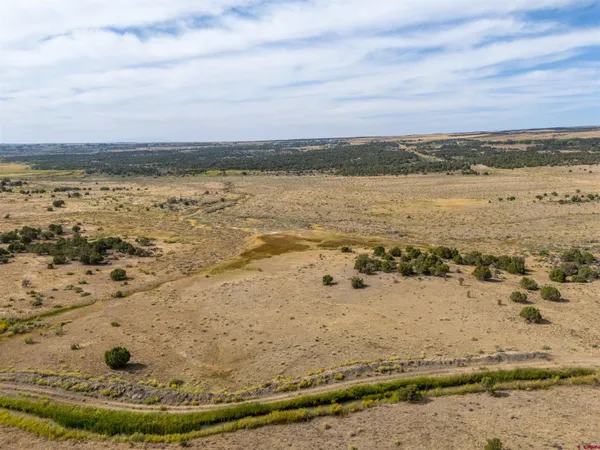 a view of a dry yard with trees