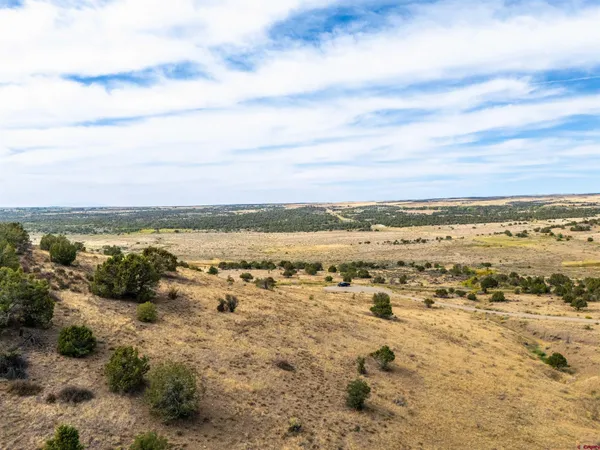 a view of a dry yard with lots of trees