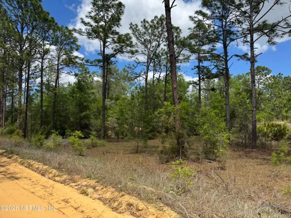 a view of a forest filled with trees