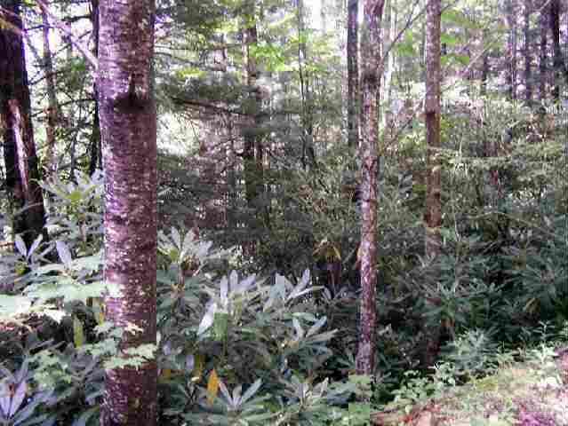 0 Red Clover Road Elk Park, NC 28622 - Photo 1 of 1 Gallery Image 1