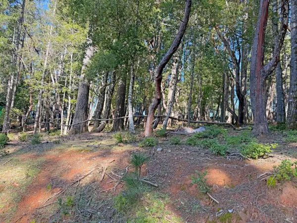 a view of a tree in front of a house
