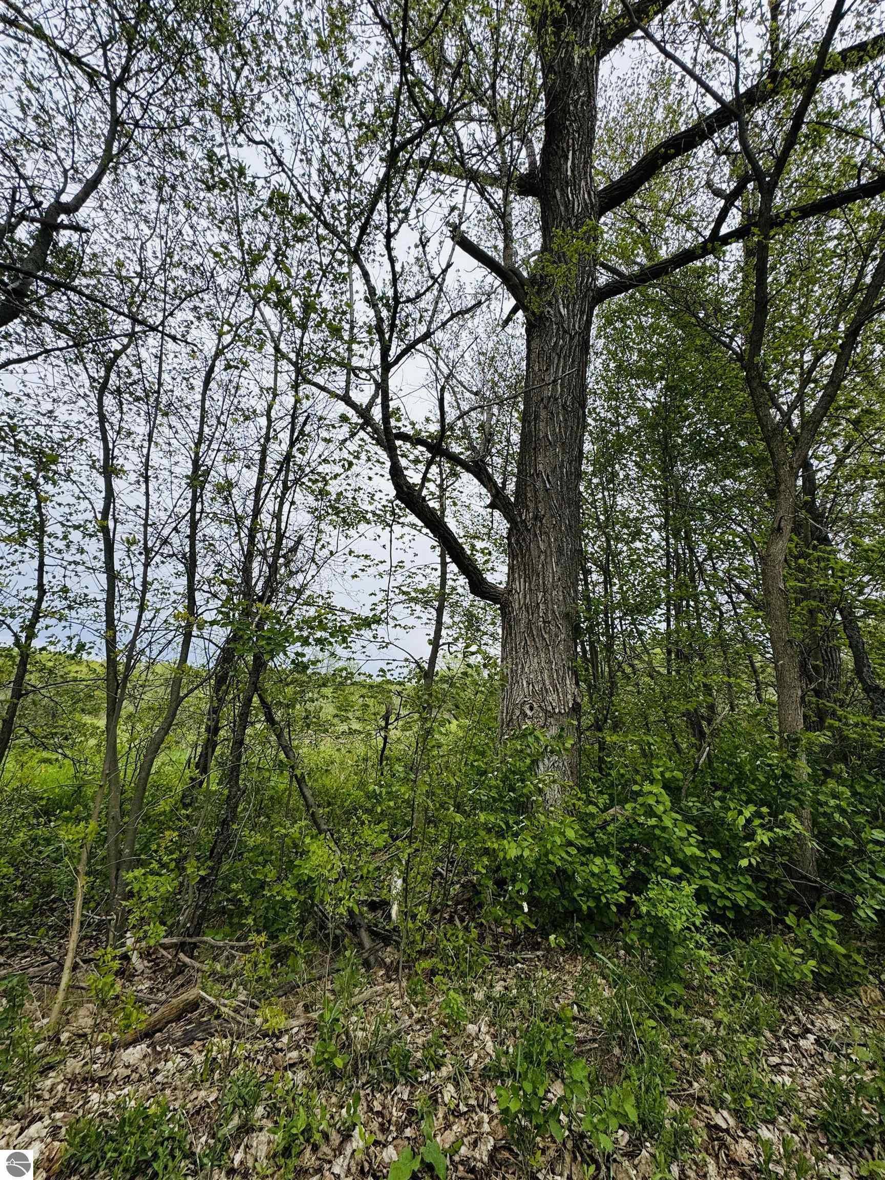 Packingham Road Manton, MI 49663 - Photo 12 of 25