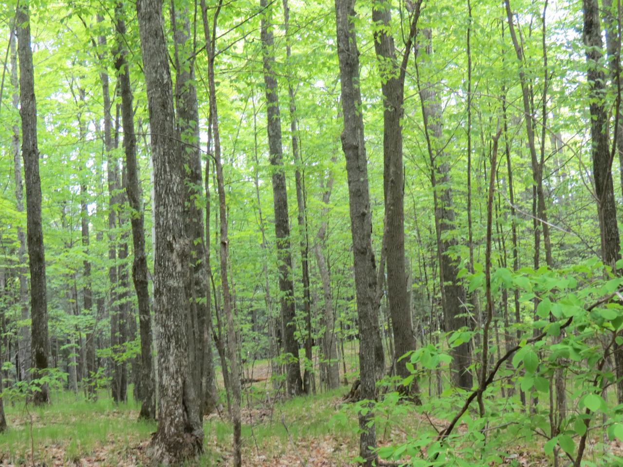 Off Range Line Road Rhinelander, WI 54501 - Photo 13 of 18 Gallery Image 13