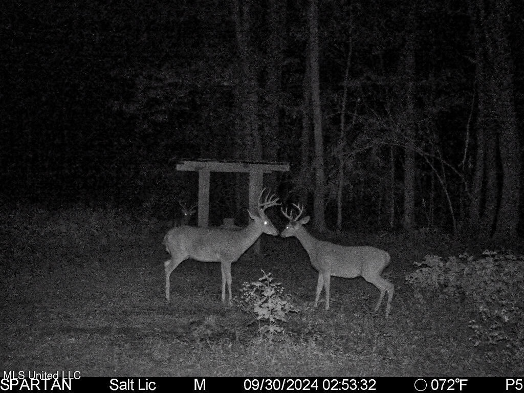 85 Alexander Road Jayess, MS 39641 - Photo 170 of 175 Image-1 (2)